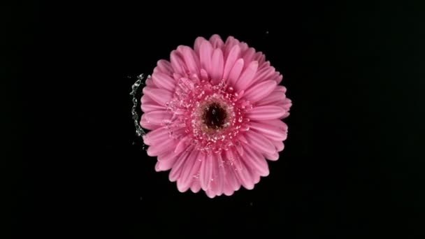 Super Powolny Ruch Obrotowego Kwiatu Gerbery Kolorze Mokrym Rozlewa Wodę — Wideo stockowe