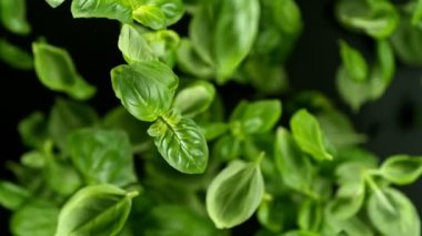 Siyah arka planda dönen fesleğen yapraklarının süper yavaş çekimi. Nihai perspektif ve hareket. Yüksek hızlı sinema kamerası, 1000 fps. Kamera yüksek hızlı sinüs robotuna yerleştirildi, takip eden nesne.