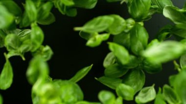 Siyah arka planda dönen fesleğen yapraklarının süper yavaş çekimi. Nihai perspektif ve hareket. Yüksek hızlı sinema kamerası, 1000 fps. Kamera yüksek hızlı sinüs robotuna yerleştirildi, takip eden nesne.