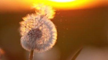 Gün batımında uçan tohumlarla çiçeklenmiş karahindibanın süper yavaş çekimi. Yüksek hızlı sinema kamerası, 1000 fps. Güzel, karamsar, yumuşak gün batımı.