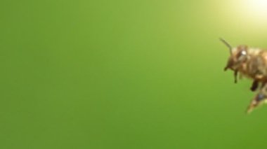 Uçan Arı, Düşük Derinlik Odaklanma, Yeşil Arı. Yüksek Hız Sineması Kamerası 'nda çekildi, 1000fps. Süper Makro Vuruş.