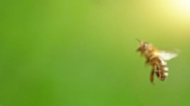 Uçan Arı, Düşük Derinlik Odaklanma, Yeşil Arı. Yüksek Hız Sineması Kamerası 'nda çekildi, 1000fps. Süper Makro Vuruş.