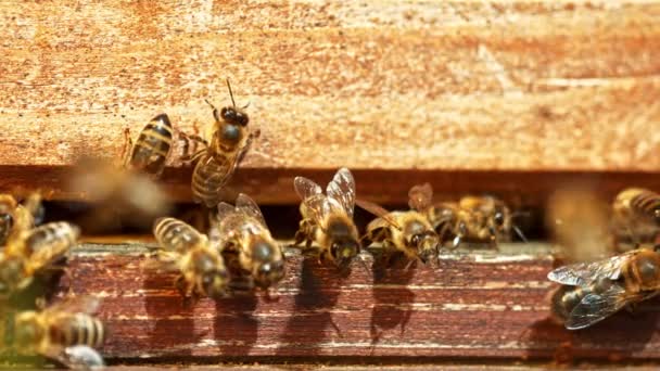 Flying Bees Beehive Low Depth Focus Filmed High Speed Cinema — Stock Video