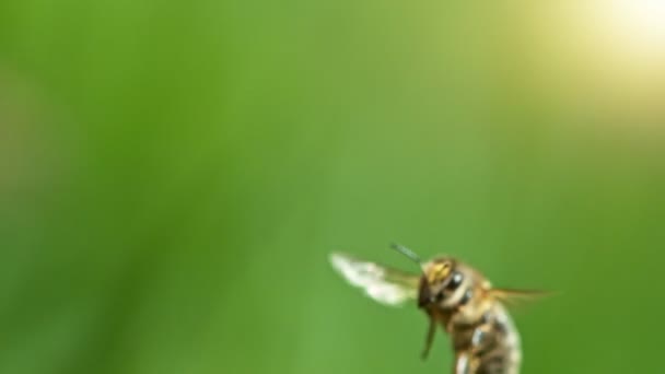 Flying Bee Low Depth Focus Green Background Natočeno Vysokorychlostní Kameře — Stock video