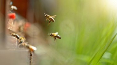 Arı kovanına bal arıları sokuyorum. Çayır üzerinde polen topluyorum. Makro çekim, düşük odak derinliği.