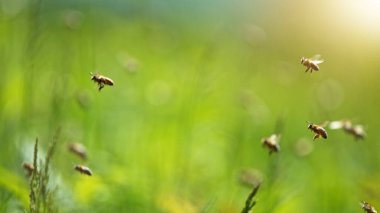 Uçan bal arıları çayırda polen topluyor. Makro çekim, düşük odak derinliği.