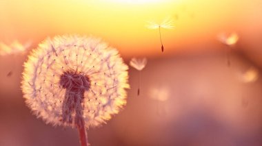 Sunset 'te Uçan Tohumlarla Karahindiba. Güzel yumuşak akşam ışığı.