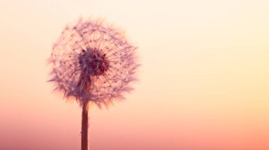 Sunset 'te Uçan Tohumlarla Karahindiba. Güzel yumuşak akşam ışığı.