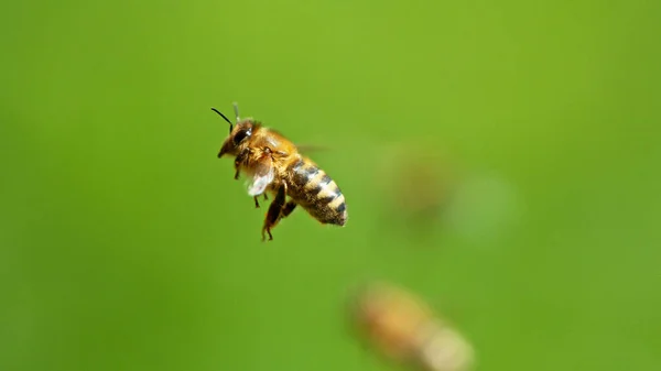 Літаюча Медова Бджола Ізольована Зеленому Тлі Макро Постріл Низька Глибина — стокове фото
