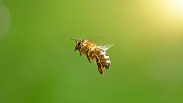 Flying Honey Bee Isolated Green Background Macro Shot Low Depth — Stock Photo, Image