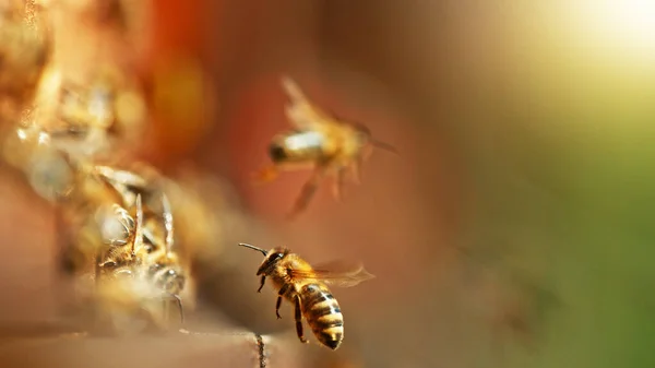 Repülő Mézelő Méhek Méhkasba Virágport Gyűjtök Réten Makró Felvétel Alacsony — Stock Fotó