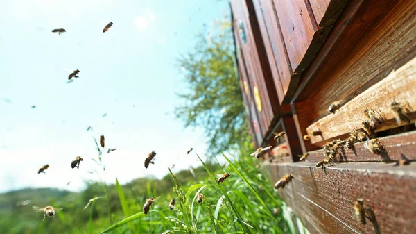 Flying Honey Bees Beehive Gathering Pollen Meadow Macro Shot Low — Stock Photo, Image