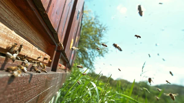 Літаючі Медоносні Бджоли Вулик Збирання Пилку Лузі Макро Постріл Низька — стокове фото