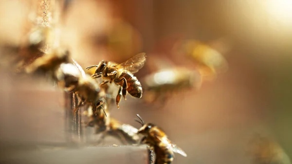 Flygande Honungsbin Bikupan Samlar Pollen Ängen Makrofotografering Lågt Fokusdjup — Stockfoto