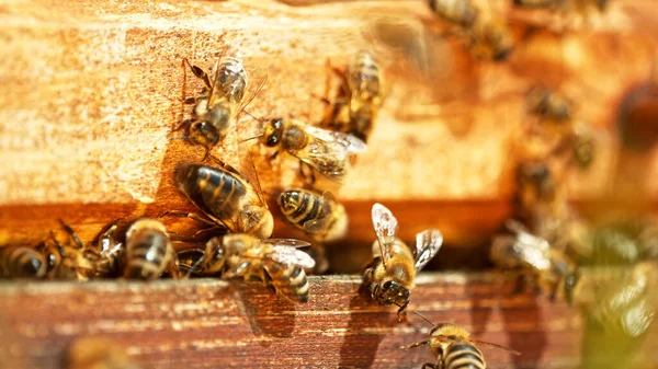 Flying Honey Bees Beehive Gathering Pollen Meadow Macro Shot Low — Stock Photo, Image