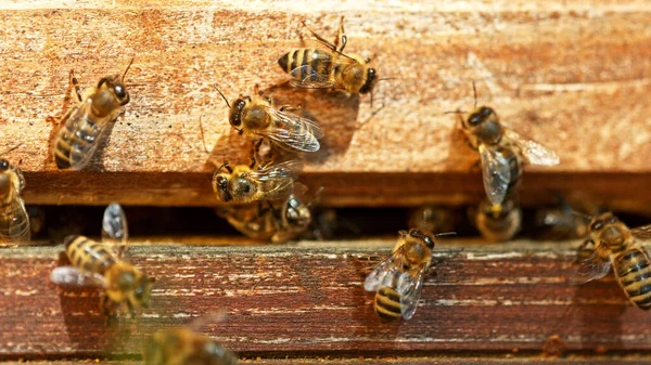 Fliegende Honigbienen Bienenstöcke Pollensammlung Auf Der Wiese Makroaufnahme Geringe Schärfentiefe — Stockfoto
