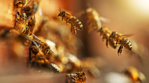 Flygande Honungsbin Bikupan Samlar Pollen Ängen Makrofotografering Lågt Fokusdjup — Stockfoto