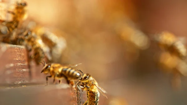 Flyvende Honningbier Ind Bikuben Samler Pollen Eng Makro Skud Lav - Stock-foto