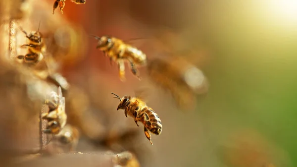 Latające Pszczoły Miodne Ula Zbieram Pyłek Łące Makro Strzał Niska — Zdjęcie stockowe