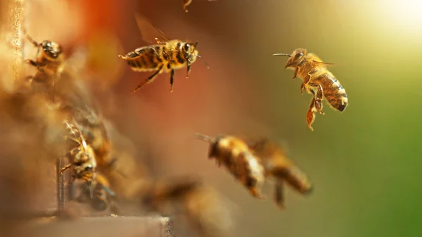 Létající Včely Úlu Shromažďuji Pyl Louce Makro Snímek Nízká Hloubka — Stock fotografie