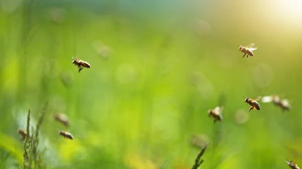 Repülő Mézelő Méhek Virágport Gyűjtenek Réten Makró Felvétel Alacsony Fókuszmélység — Stock Fotó