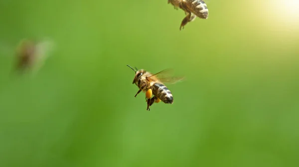 Repülő Mézelő Méhek Zöld Háttérrel Makró Felvétel Alacsony Fókuszmélység — Stock Fotó