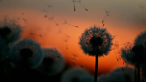 Maskros Solnedgången Med Flygande Frön Vackert Mjukt Kvällsljus — Stockfoto