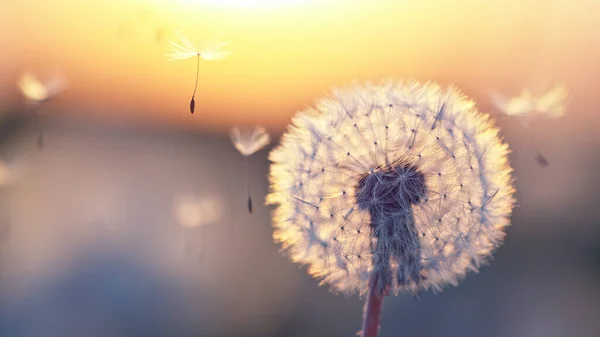 Dandelion in Sunset With Flying Seeds. Beautiful soft evening light.