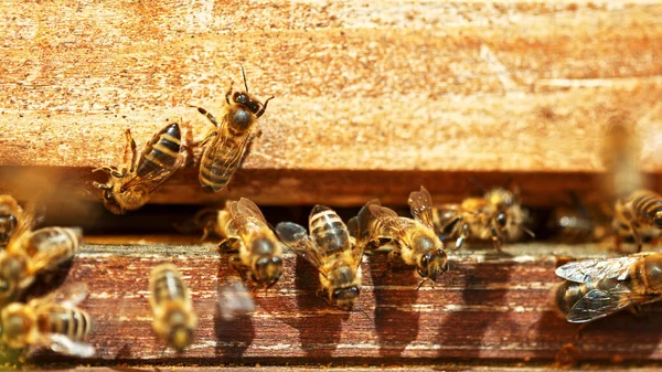 Flying Honey Bees Beehive Gathering Pollen Meadow Macro Shot Low Stock Image