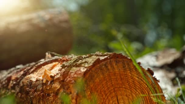 用斧子锯木的超级慢动作 在高速电影摄影机上拍摄 1000 Fps 在森林工作的伐木工 — 图库视频影像