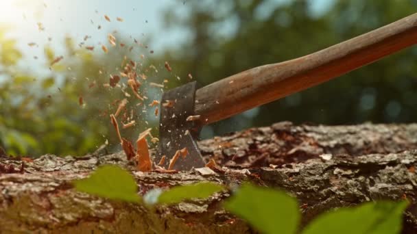 Mouvement Super Lent Couper Des Bûches Bois Avec Hache Filmé — Video