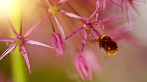 Bumblebee Lecący Kwitnącym Kwiecie Zbierający Pyłek Ujęcie Makro Nagrywane Szybkiej — Wideo stockowe