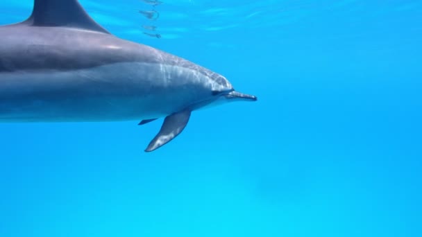 Jugando Los Delfines Escena Amor Mar Rojo Egipto Cámara Lenta — Vídeo de stock