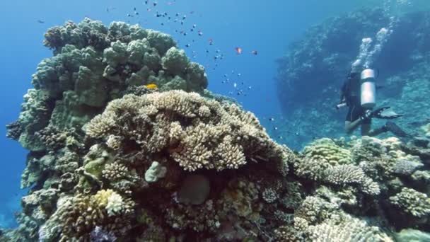 Podwodna Kolorowa Rafa Koralowa Tropikalna Błękitna Woda Morska Coral Garden — Wideo stockowe