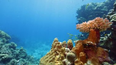 Sualtı Renkli Tropikal Mercan Resifi. Tropik mavi deniz suyu. Mercan Bahçesi Deniz Burnu. Ağır çekim. Kızıl Deniz, Mısır. Sualtı Dünya Hayatı. Tropik sualtı deniz manzarası. Resif Mercan Sahnesi.