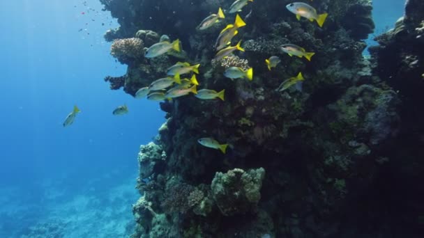 海底五彩斑斓的热带珊瑚礁 热带蓝色海水 珊瑚花园海景 慢动作红海 水下世界生命 热带海底海景 珊瑚礁景观 — 图库视频影像