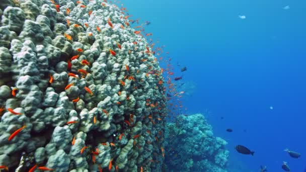 Undervattens Färgglada Tropiska Korallrev Tropiskt Blått Havsvatten Korallträdgårdens Kustlandskap Slow — Stockvideo