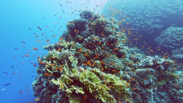 Подводный Красочный Тропический Коралловый Риф Тропическая Голубая Морская Вода Морской — стоковое видео