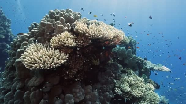 해저에는 채로운 지방의 산호초가 있습니다 대푸른 바닷물 케이프 슬로우 이집트 — 비디오