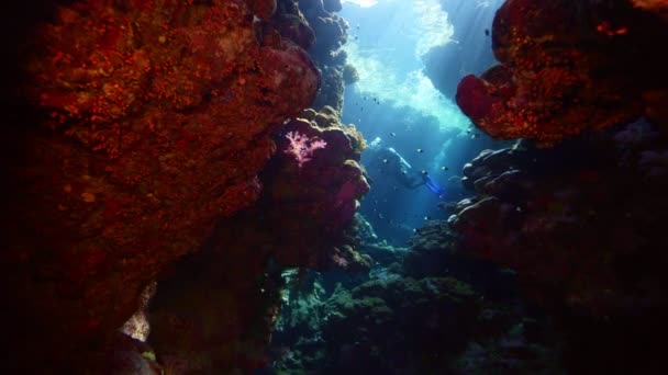 潜水洞穴与潜水摄影师 热带蓝色海水 Scuba潜水员探索洞穴 慢动作红海 水下世界生命 热带海底海景 珊瑚礁景观 — 图库视频影像