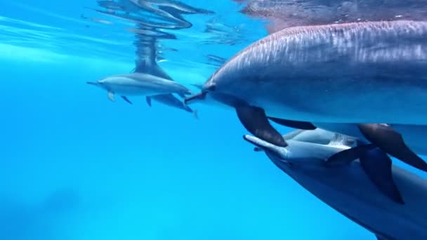 Escuela Delfines Cámara Lenta Mar Rojo Egipto Cámara Lenta Mar — Vídeo de stock