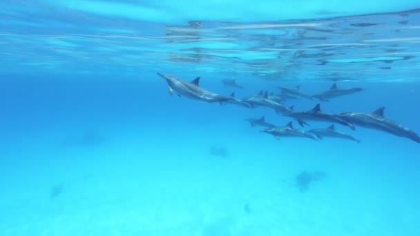 Škola Delfínů Pomalý Pohyb Rudé Moře Egypt Pomalý Pohyb Rudé — Stock video