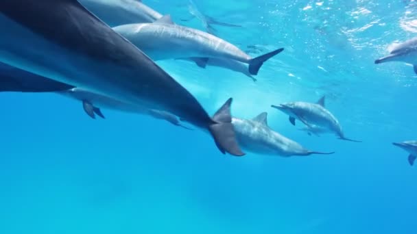 Škola Delfínů Pomalý Pohyb Rudé Moře Egypt Pomalý Pohyb Rudé — Stock video