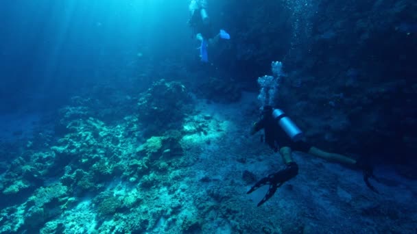 Vida Subaquática Com Mergulhadores Água Mar Azul Tropical Mergulhadores Explorando — Vídeo de Stock