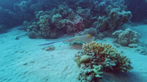 Blå Fläckig Stingray Röda Havet Egypten Slow Motion Undervattensliv Tropiskt — Stockvideo