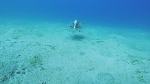 海龟壳上有清净鱼的绿海龟 慢动作水下世界生命 热带海底海景 — 图库视频影像