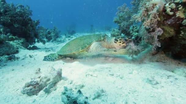 Grüne Meeresschildkröte Rotes Meer Ägypten Zeitlupe Unterwasserwelt Tropische Unterwasser Seelandschaft — Stockvideo