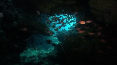Balık Okullu Su altı Mağarası. Tropik mavi deniz suyu. Ağır çekim. Kızıl Deniz, Mısır. Sualtı Dünya Hayatı. Tropik sualtı deniz manzarası. Resif Mercan Sahnesi.