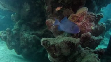 Mavi Papağan Balığı, Kızıl Deniz, Mısır. Ağır çekim. Sualtı Dünya Hayatı. Tropik sualtı deniz manzarası.