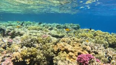 Sualtı Renkli Tropikal Mercan Resifi. Tropik mavi deniz suyu. Mercan Bahçesi Deniz Burnu. Ağır çekim. Kızıl Deniz, Mısır. Sualtı Dünya Hayatı. Tropik sualtı deniz manzarası. Resif Mercan Sahnesi.